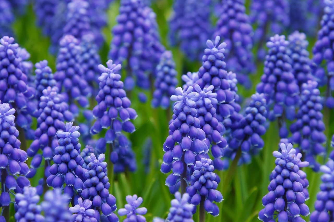 Fresh Grape Hyacinth Bulbs for Planting - muscari Armeniacum- Beautiful Spring Blooms, Perennial Garden Flowers - Bloom Early Spring (10)
