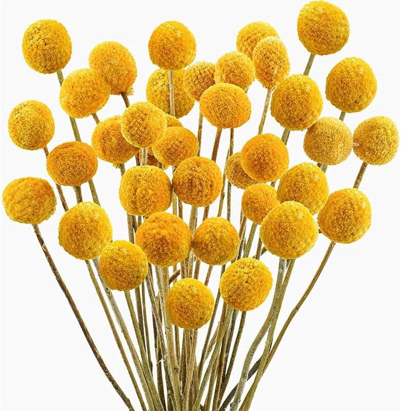 Beauenty 20pcs Golden Ball Natural Dried Flower Bouquet, Pampas Grass Bouquet, Tall Vase Decoration, DIY Dried Bouquet Decoration, Home Decor, Wedding Decor (Style 1)