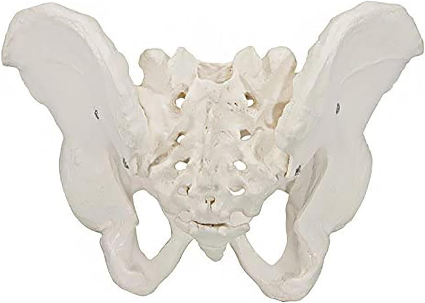 Male Pelvic Skeleton Model, Life-Size Male Pelvic Model, Hip Model Male Anatomy Model, Anatomical Medical Model for Scientific Education, Study Anatomical Features