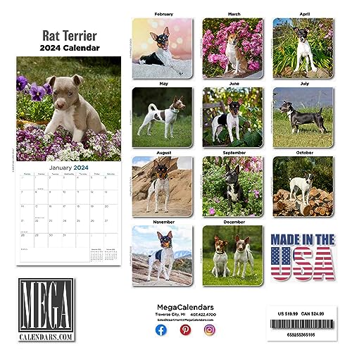 Rat Terrier Calendar 2024 Dog Breed Wall Calendar