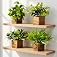 DecoreBugs Artificial Greenery Leaves in Wooden Pot (Pack of 4) – Mini Potted Fake Eucalyptus Plants for Home Décor, Office D