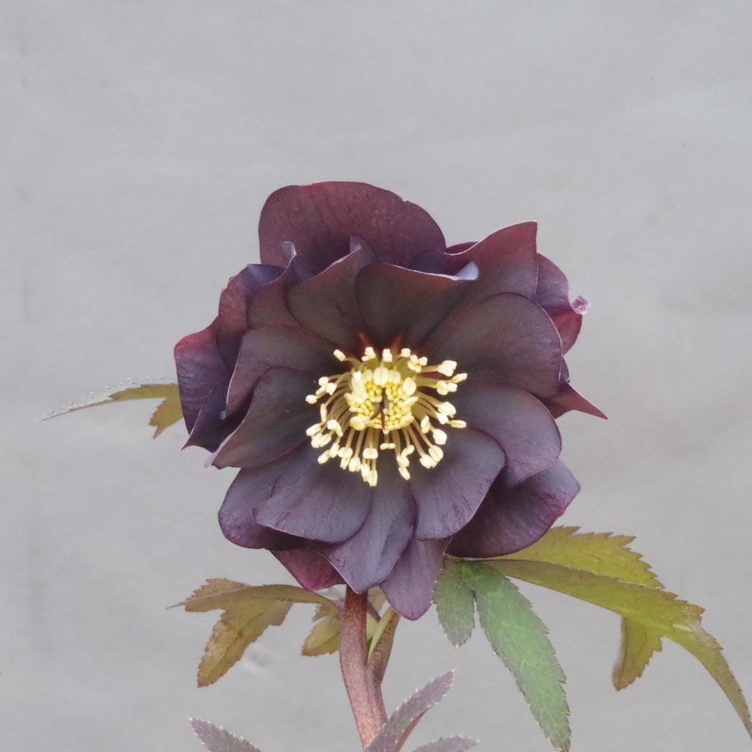 7398 ddコーラルレッドゴールド クリスマスローズ開花 加藤農園 【公式