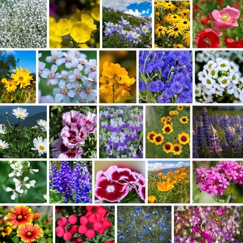 Pacific Northwest Mix Wildflower 7 Gram ~30 Seeds – Annual & Perennial – Non-GMO – 7g Covers 50 Sq Ft – for Zones 5–8 – Easy Direct Sow – Native & Adapted Species – Flower Garden Landscaping