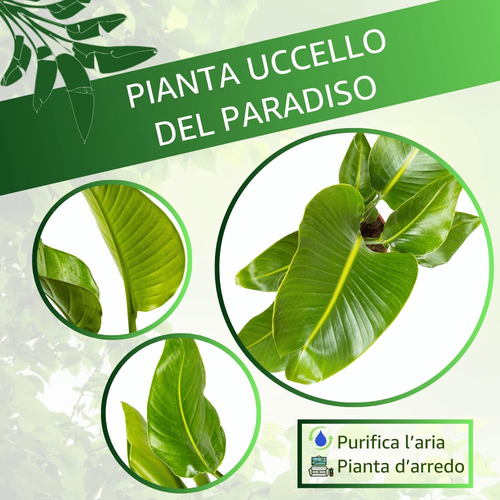 Strelitzia Nicolai Uccello Del Paradiso | Pianta Vera In Vaso 21cm | Elegante E Ornamentale - Foto 5