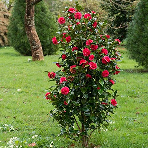 Camellia Japonica Plant 'Principessa Baciocchi' Evergreen Shrub in 13 cm  Pot - Rare Variety of Camellia Japonica Plant 35-50 cm in Height (Regular  Packaging) : Amazon.co.uk: Garden
