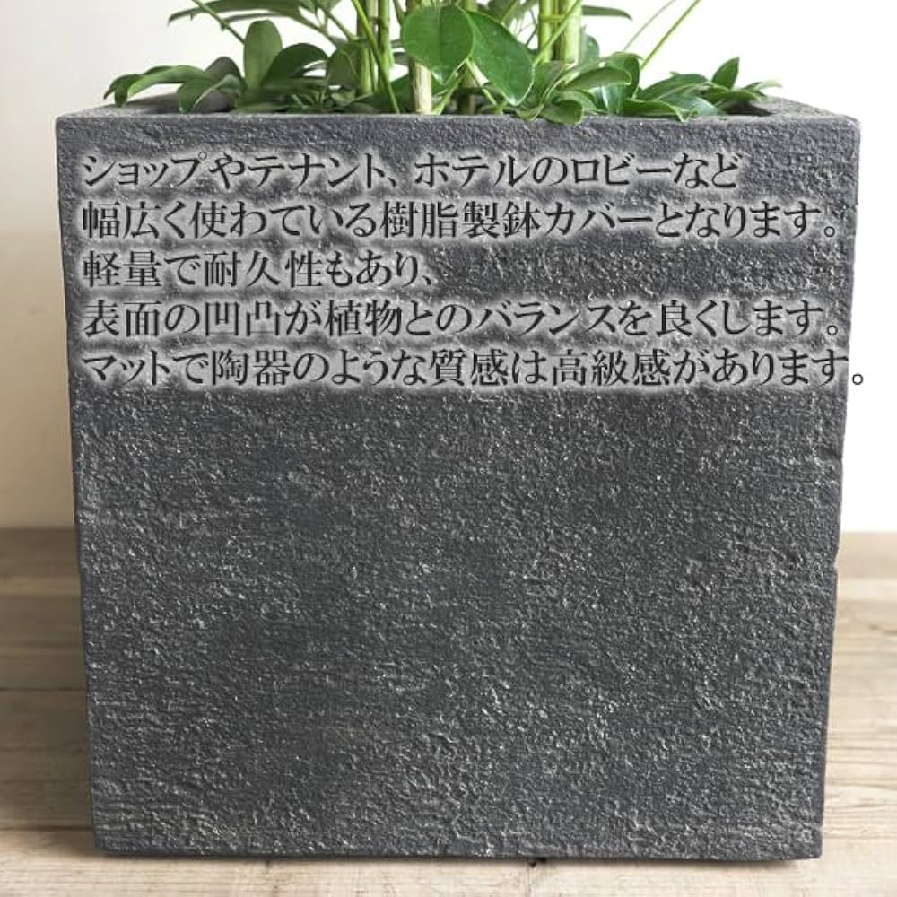 【さよ⚠東京都】丸い葉っぱが可愛い♡シェフレラカポックホンコン 10号鉢 Amazon｜シェフレラ 青 ホンコンカポック 10号 キューブ型