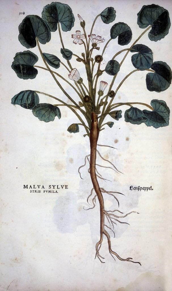 Cuadro de lienzo de malva silvestre para decorar un dormitorio elegante de 60x90cm 5
