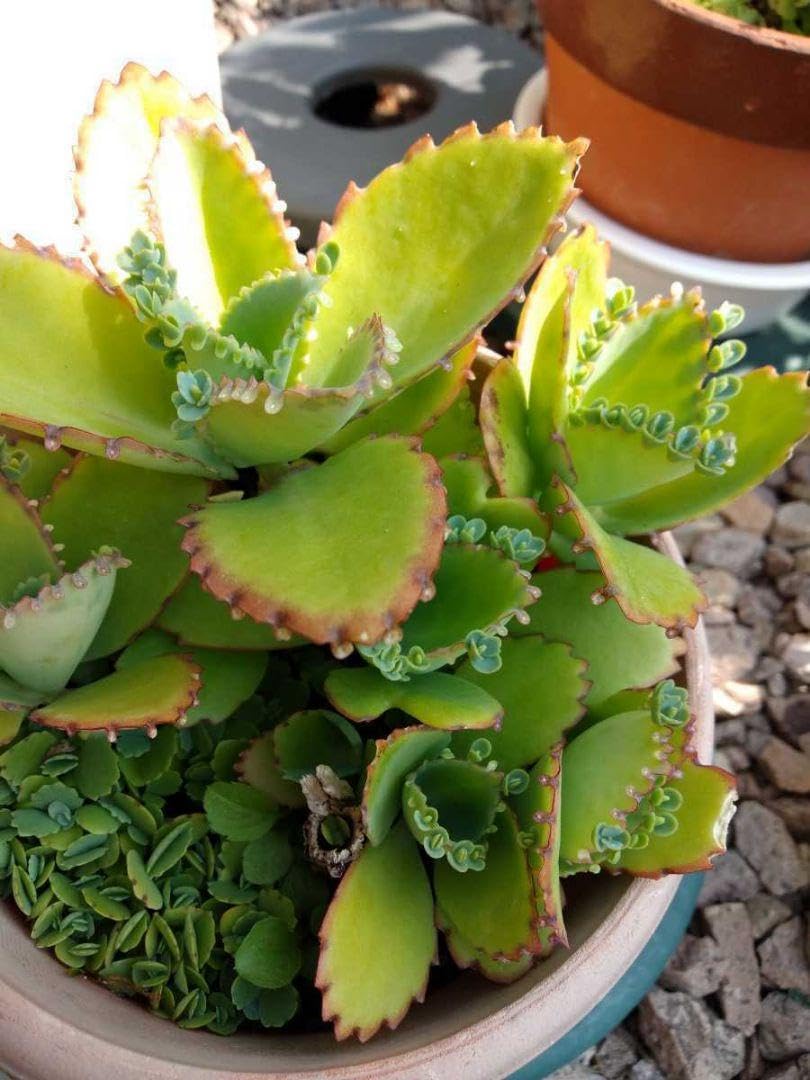 Amazon｜子宝草 多肉植物 観葉植物 お守り マザーリーフ 幸運の葉