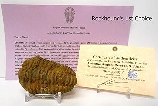Genuine Very Large Calymene Trilobite Fossil from The Anti-Atlas Region of Morocco, N.Africa with Free Acrylic Display Stand, Fact Sheet & COA Bundle