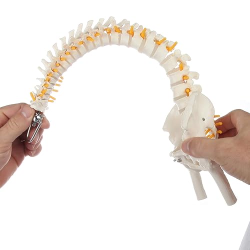Axis Scientific mini modelo de anatomía de columna vertebral incluye nervios y viene con soporte resistente