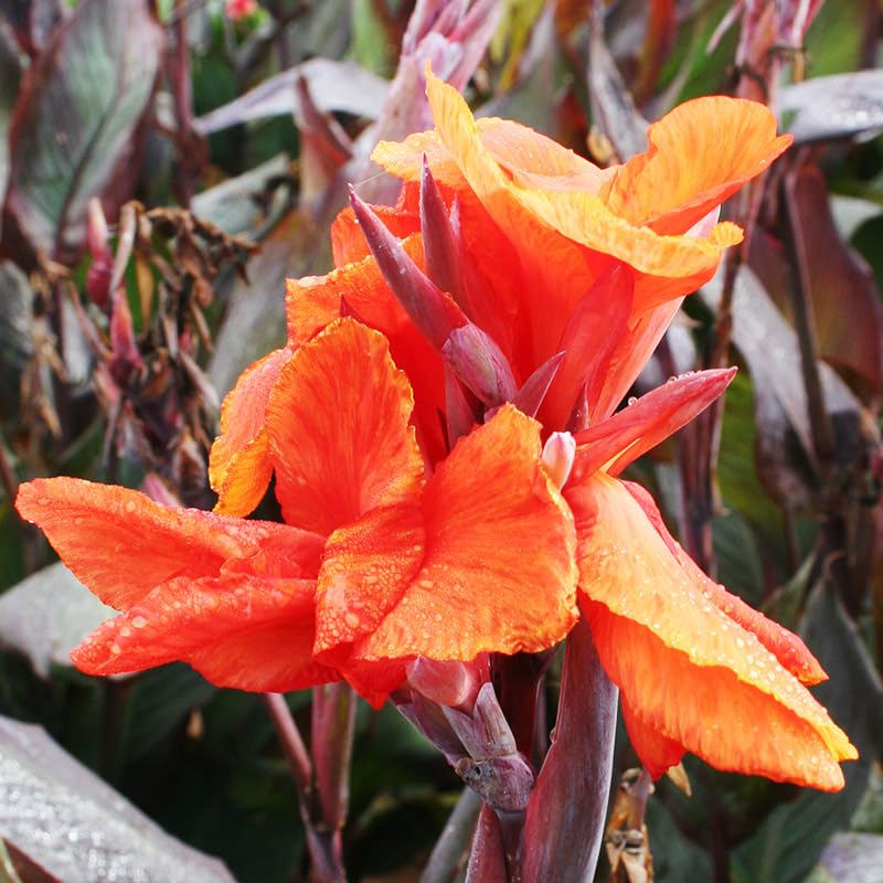 Holland Bulb Farms Red King Humbert Canna 3 Bulbs