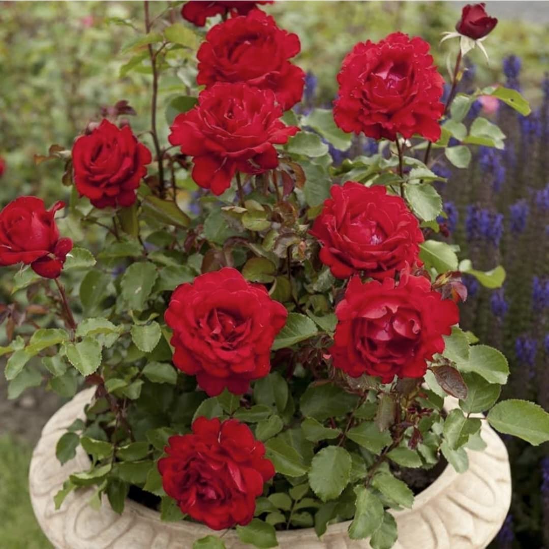 Nandini Garden Red Fragrant Kashmiri Valentine Rose Healthy Flowering Live Plant in PolyBag For Home, Garden, Terrace (B0C6WJWSK7) Amazon Price History, Amazon Price Tracker