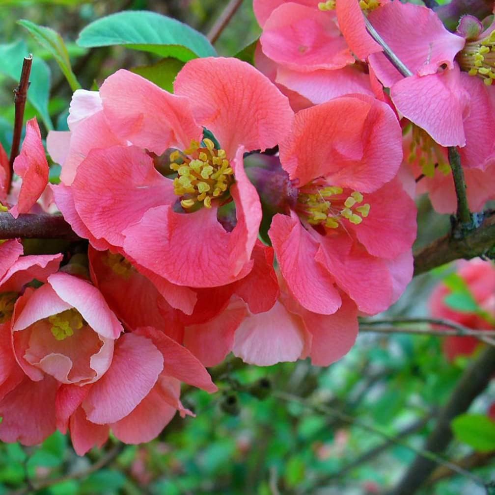 Flowering Quince Beautiful Shrub 10 Seeds Patio