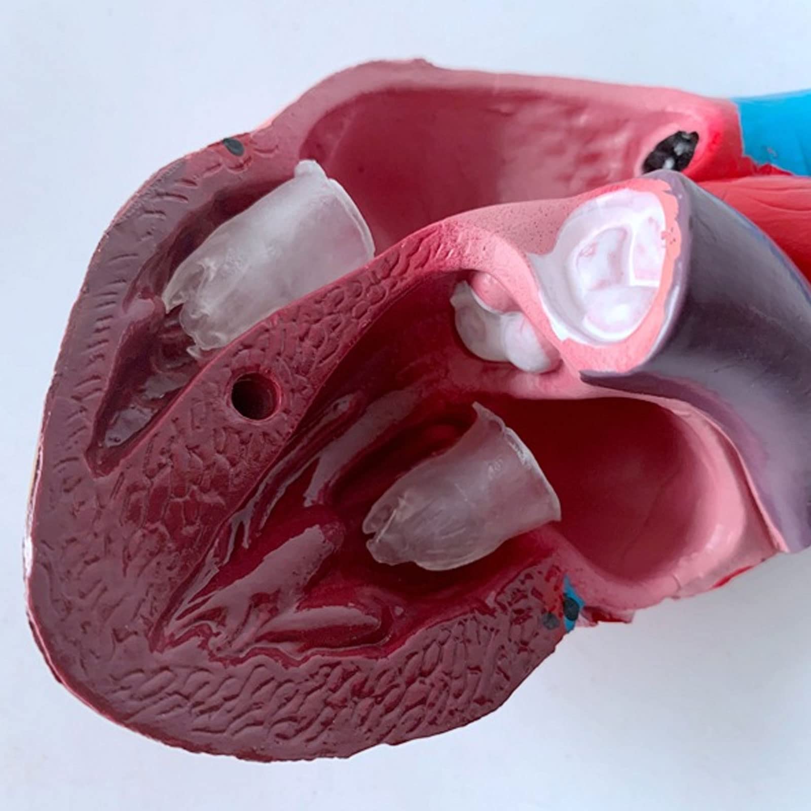 1:1 Cuerpo Humano Anatomía Cardíaca Desmontable Viscera Modelo De Enseñanza Médica Equipos Y Suministros Educativos