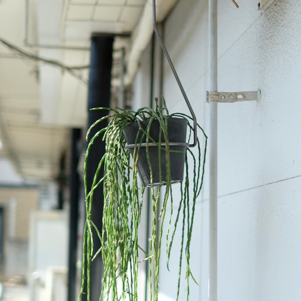 Amazon | PLOP HANGING HOLDER プロップ ハンギングホルダー (Sサイズ