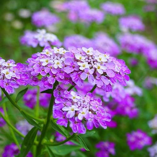 Semillas de flores Tall Mix Candytuft, 25 unidades de la marca COOL BEANS N SPROUTS