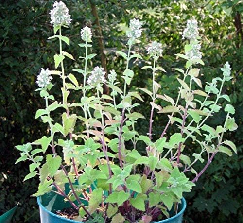 Miniatura 8 de Semillas de hierba gatera tanto las flores como el follaje son muy aromáticas Go Kitty (25 - Semillas)