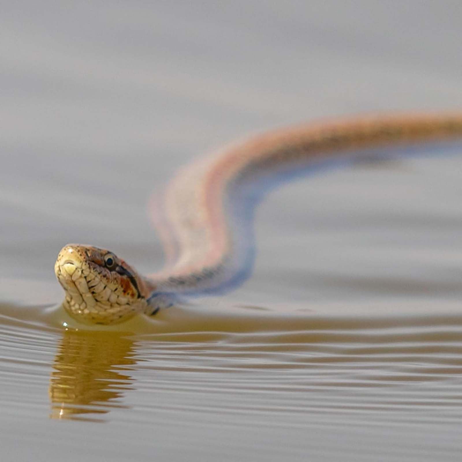 47" Lifelike Realistic Fake Snake Toys, AWAVM Snake Prank with String & Clip, Snake is Following u for Prank Props Trick Snake as April Fool's Day Halloween Scary Gag Gift Party Decoration - Image 4