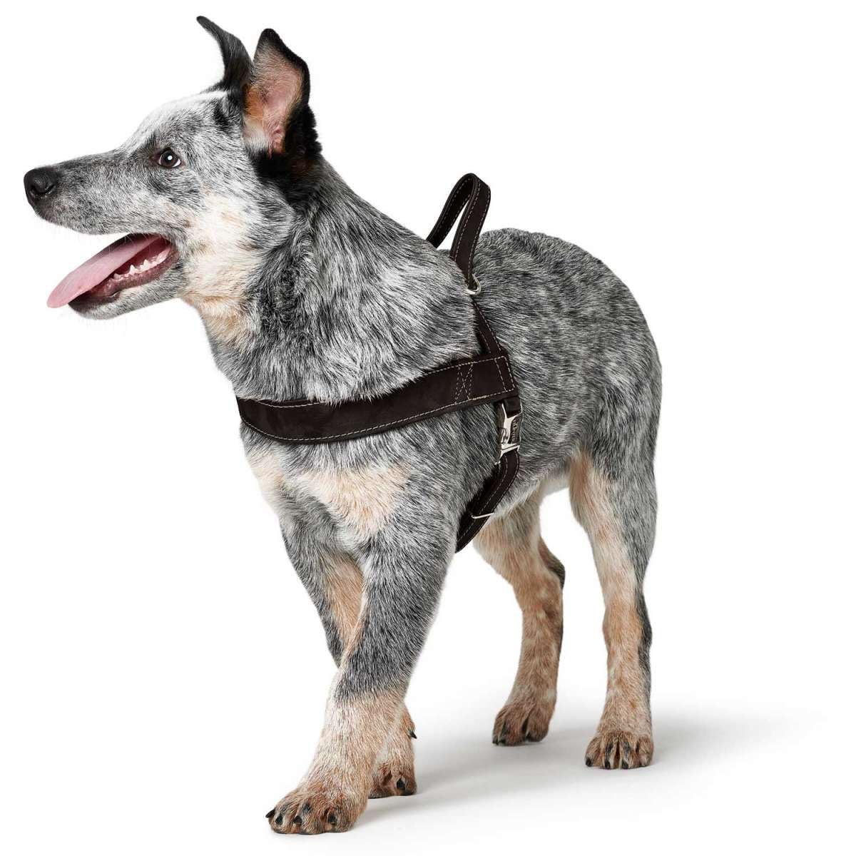 Hunter Arnés Norwegian para Perros de Caza, 60 x 77-110 cm, Color Negro