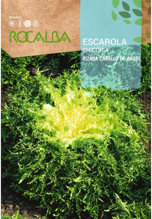 Semilla Escarol Rizada Cabello de Angel