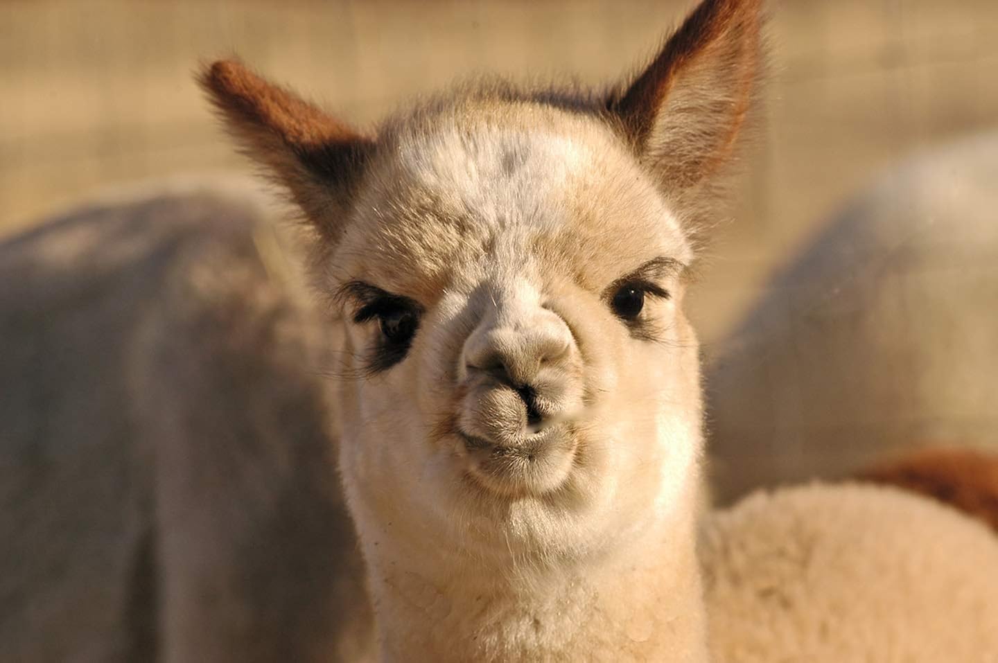 Miniatura 4 de Inca Fashions - Bufanda de lana de alpaca, 100% pura alpaca para bebé, bufanda reversible de doble cara