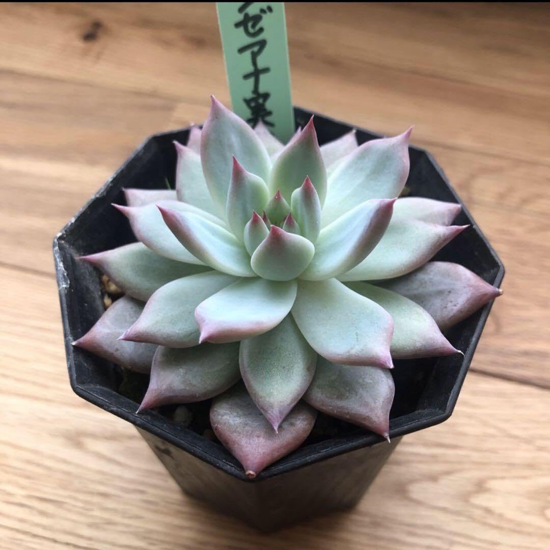 札付き✨赤紫リンゼアナ❤️