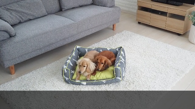 Amazon | PET SELECT (ペットセレクト) ピーターラビット ボックス