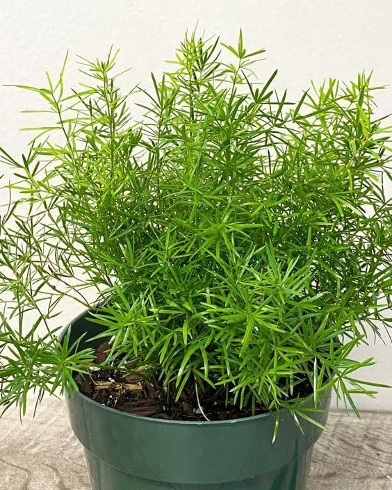 Image of Rare Shatavari Live Plant, Shatavar (Asparagus Racemosus) Herbal Medicinal Plant, Indoor, Organic, Green, Partial Sun, 1 Healthy Plant with Black Pot