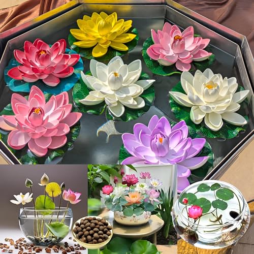 Image of Go Garden Lotus Seed for Planting - Pack of 20 Seed | High-Germination Lotus Seeds for Water Gardening, Home Garden, Ponds, and Outdoor Decor