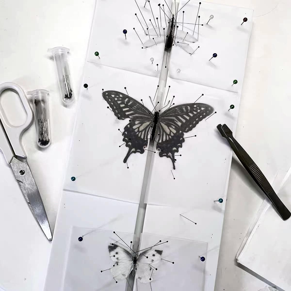 Insect Pinning Board