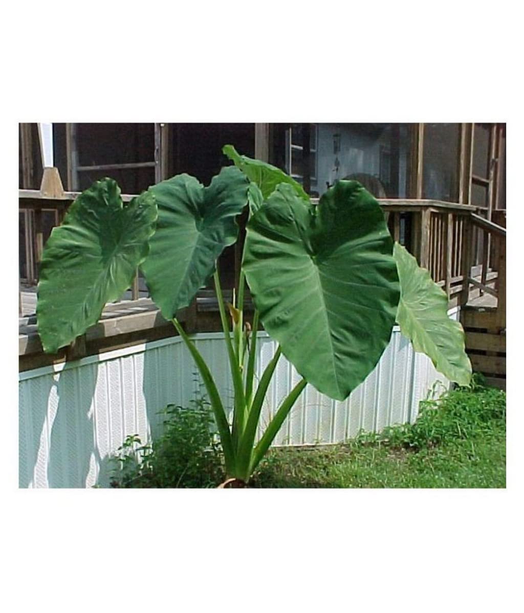 See full amazon price history chart for OhhSome Elephant Ear Xanthosoma Exotic Live Plant |Home Decor Live Plant (Healthy Live Plant) OhhSome Elephant Ear Xanthosoma Exotic Live Plant |Home Decor Live Plant (Healthy Live Plant) (B09SDFGJSG) Amazon Price History, Amazon Price Tracker
