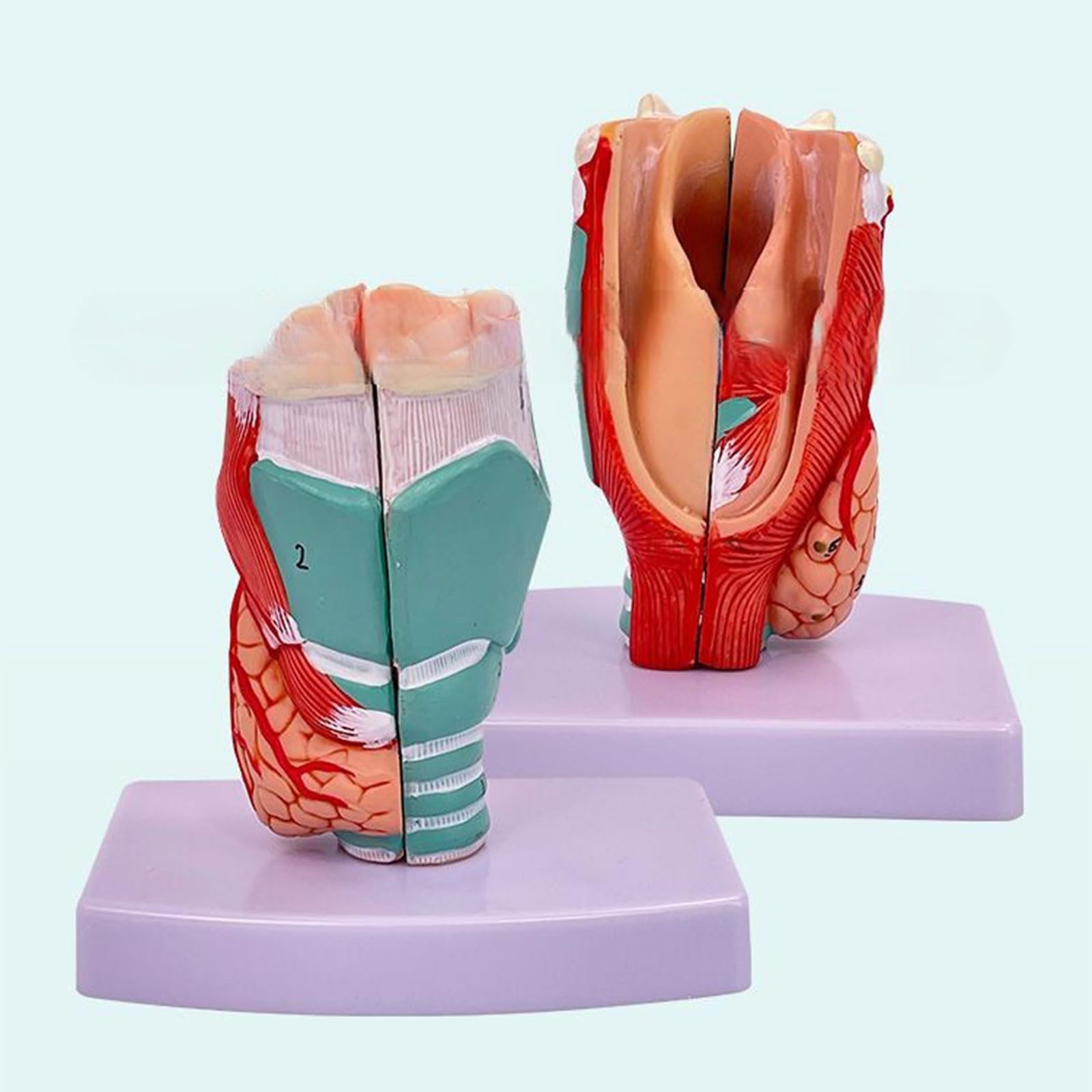 Modèle anatomique de larynx amovible - Modèle d'anatomie de la gorge humaine - Taille réelle - Accessoire d'enseignement pour étudiants - Cordons vocaux larynx