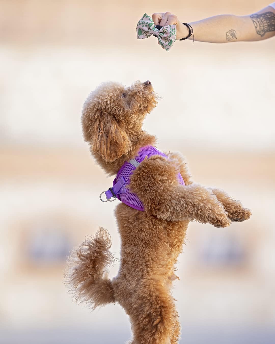 DUKIER - Dog Body Harness, Anti-Pull Body Vest, Adjustable and Heavy Duty for Pets, Breathable Mesh, Pet Accessory with Velcro and Double Closure, Purple, XS 4