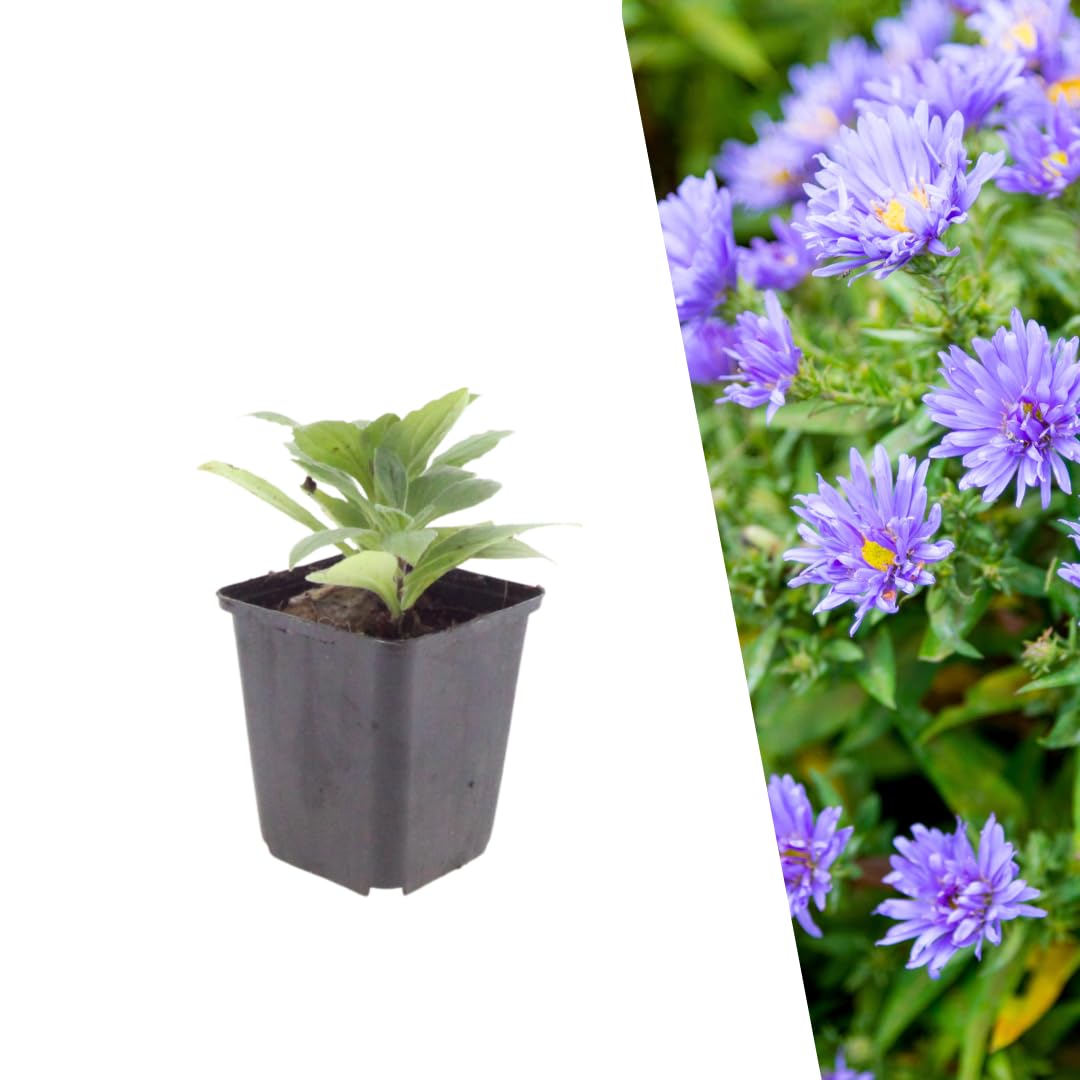 Plants by Frank Aster x Frikartii Mönch, 12x Aster Pflanzen, Ø 9 cm