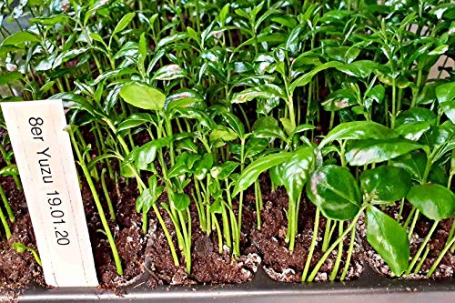 min. 3x5 Yuzu Lemon Young Plants, Citrus Junos, C. ichangensis x C. reticulata, up to -15°C