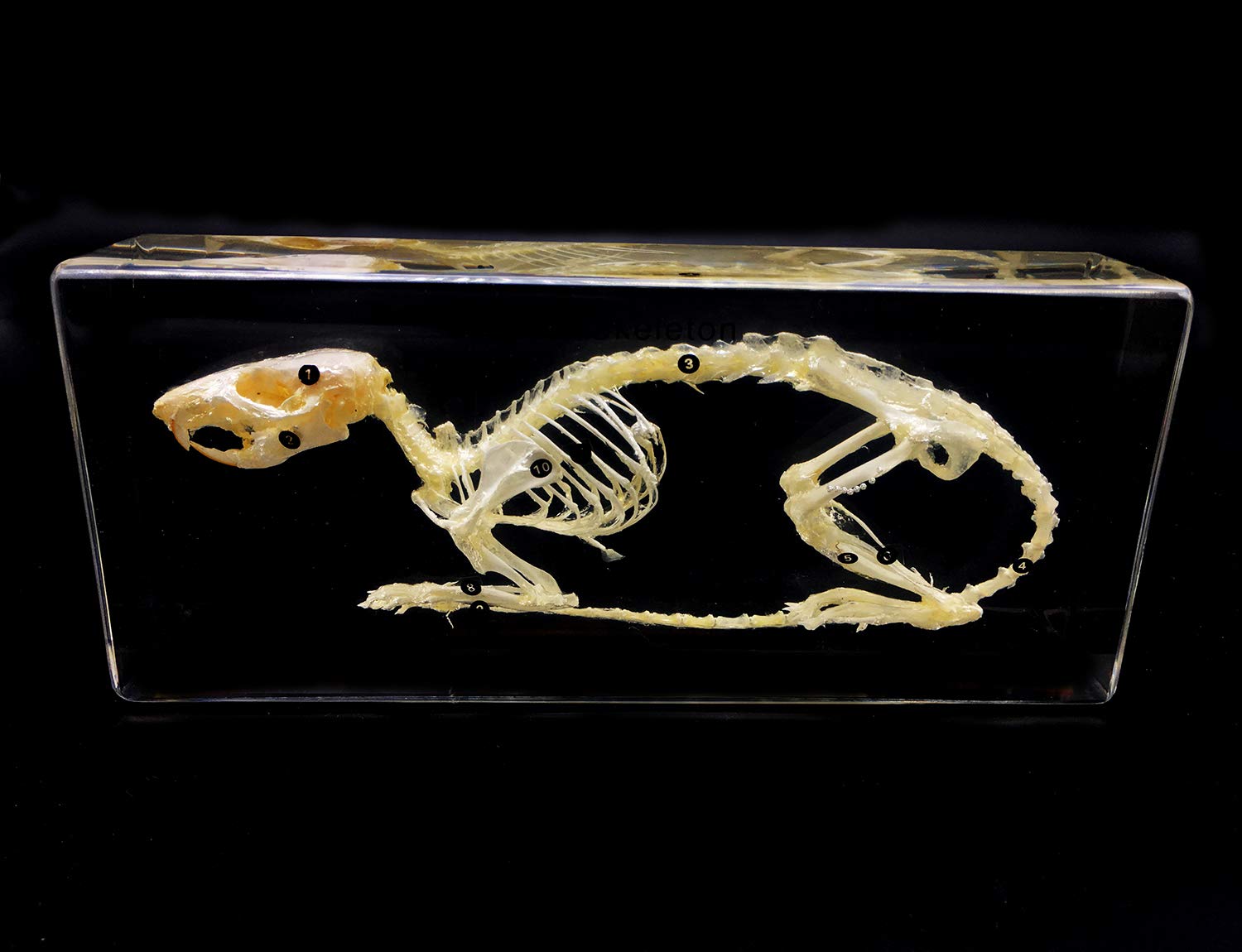 Real Rat Skeleton Specimen in Acrylic Block Paperweights Science Classroom Specimens for Science Education(7.9x3.5x1.6 inch)