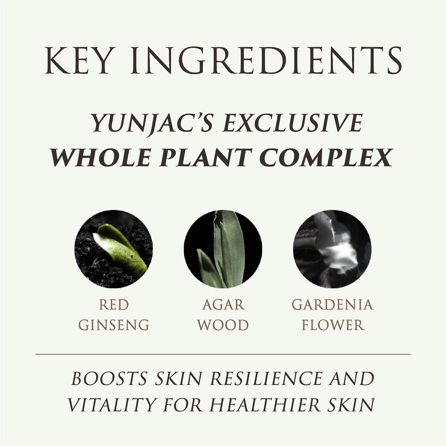 YUNJAC Whole Plant Effect Foam Cleanser (4.23 oz) - Gentle Creamy Matcha Foam Cleanser. Gently Removes and Cleanses. Hydrate and Soothe Skin.