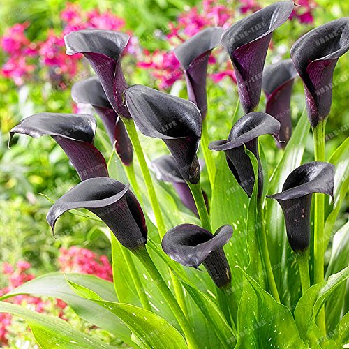 Seeds Shopp Flower Seeds 100 PCS Black Calla Lily Bonsai Seed, Rare Plants Flowers Home Gardening DIY Garden Supplies