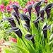 Seeds Shopp Flower Seeds 100 PCS Black Calla Lily Bonsai Seed, Rare Plants Flowers Home Gardening DIY Garden Supplies