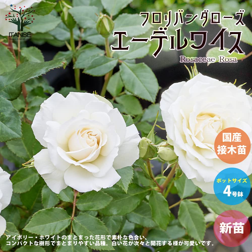 Amazon.co.jp: 薔薇の苗