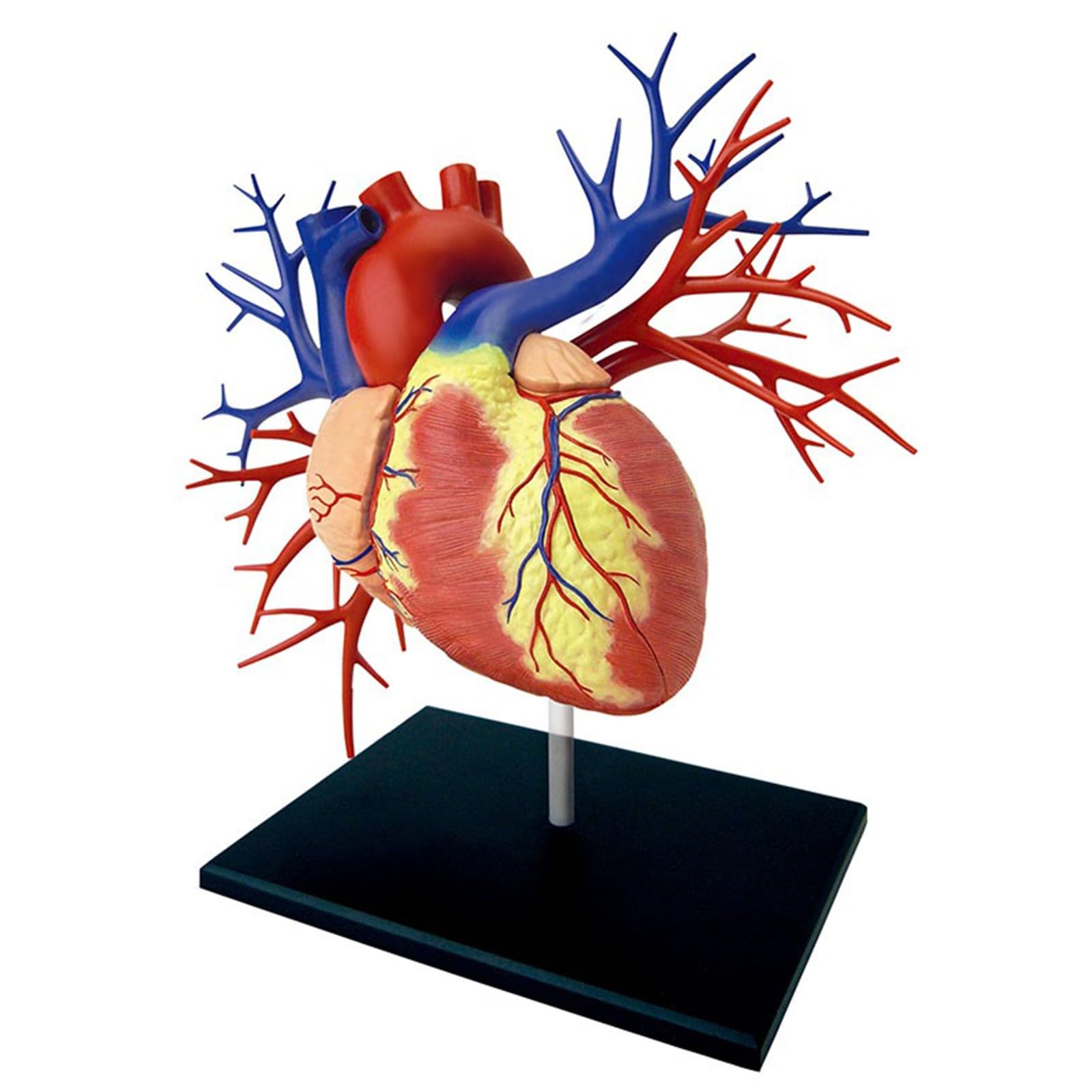 Modello cuore 4D 1:1 vasi arteriosi e venosi | Modello cardiaco smontabile anatomicamente preciso con base e scatola colorata, strumento didattico per studio di cardiologia
