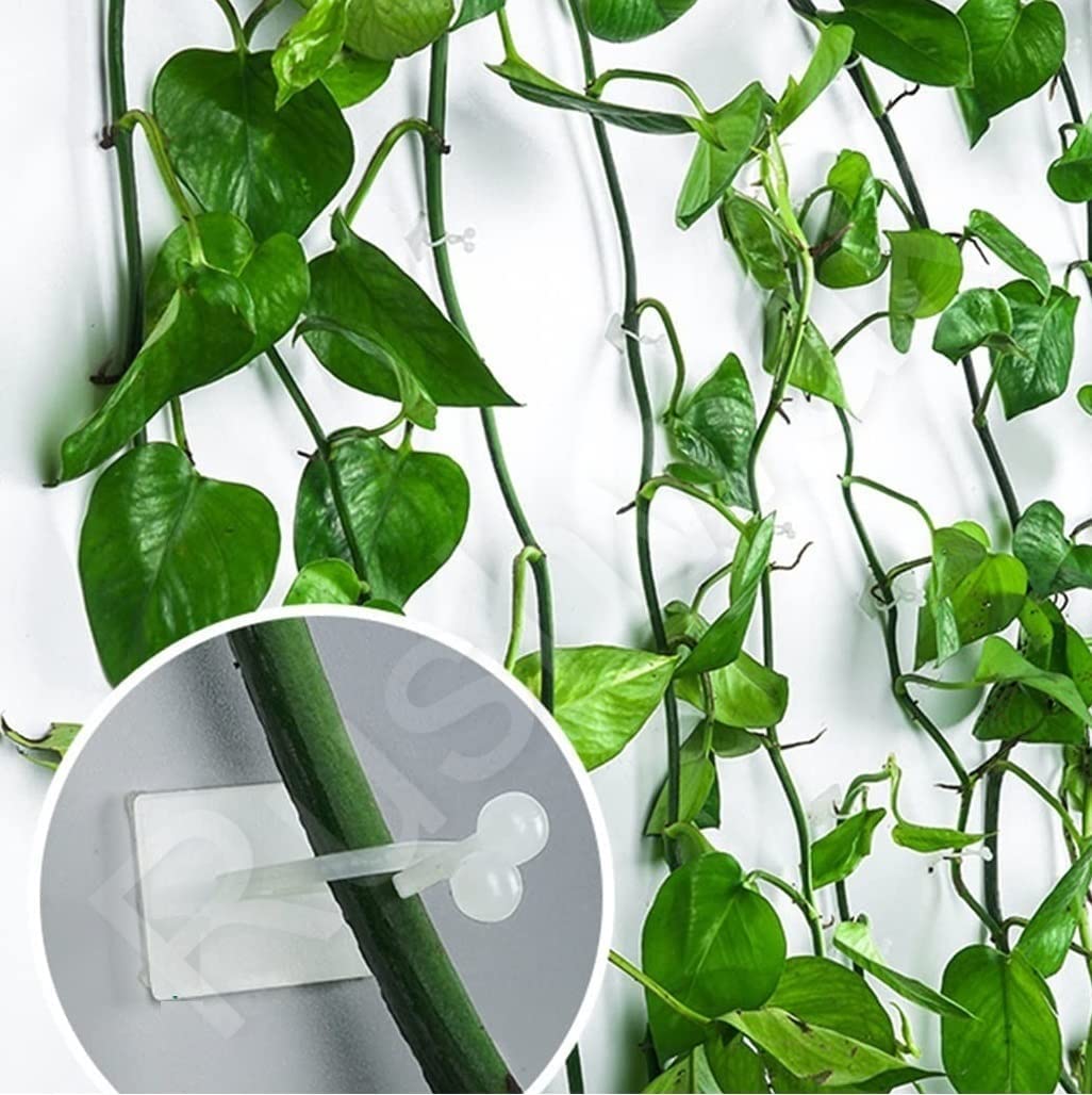 Kunya® Self-Adhesive Money Plant Support Clips Vine Plant Climbing Fixing Clip Hook Invisible Plant Clips for Climbers Plant Wall Clips Plant Support Binding Clip (Pack of 30 Pieces) (B09X6S899Z) Amazon Price History, Amazon Price Tracker