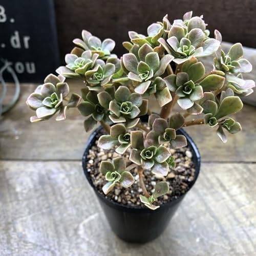 観葉植物 アエオニウム 多肉植物」の人気商品一覧 | 安い商品を