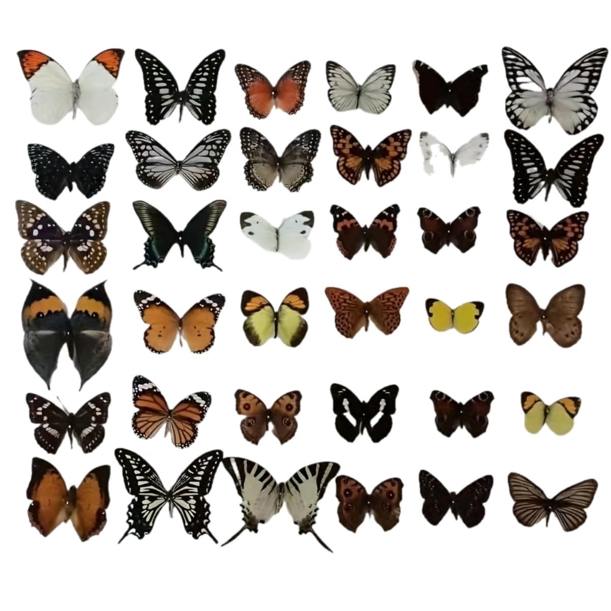 Natural Butterfly Specimens Unmounted Rhopalocera Le Papillon Teaching Models Artwork Decor Taxidermy Animals for Decorative Photo Frame Gifts (13)