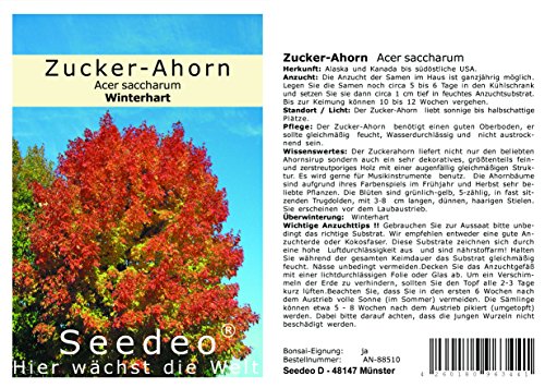 Ahorn-Samen Seedeo Zucker-Ahorn (Acer saccharum) 20 Stück