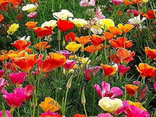 Miniatura 9 de Mezcla de semillas de amapolas de California, más de 250 semillas para plantar flores dobles Eschscholzia Californica sin OMG