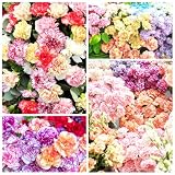 Mix Carnation Seeds for Planting - 3000+ Dianthus Caryophyllus Seeds, Perennial Chabaud Flower Mix, Non-GMO Open Pollinated, for Cut Flower Garden, Bouquets