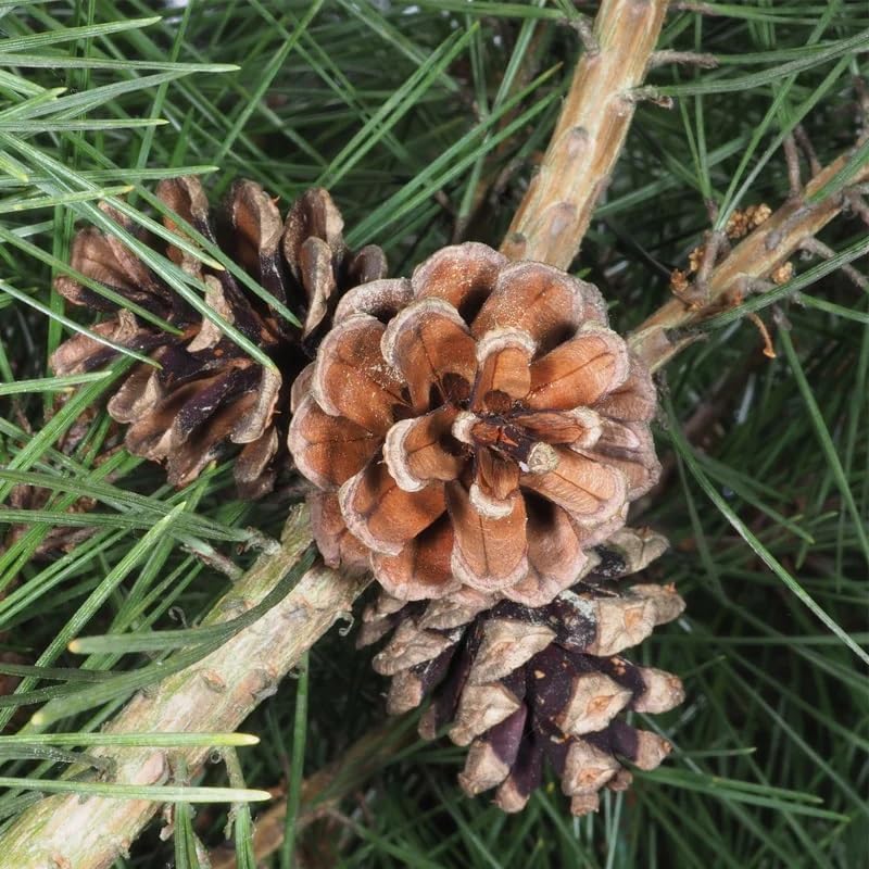 Miniatura 8 de Pinus densiflora (pino rojo japonés) Semillas de árbol, forma atractiva, follaje verde oscuro, semillas de MySeeds.Co, usted elige la cantidad