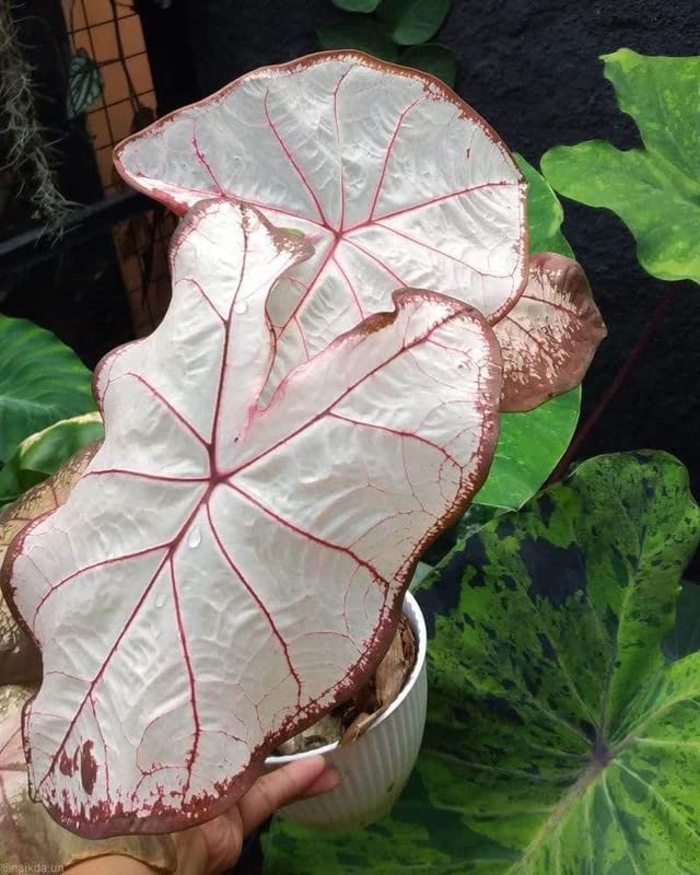 Oakwood Farms imported Caladium Flowers Bulbs Caladium Peppermint Leafy