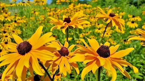 flower seeds black-eyed-susan